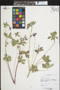 Geranium caespitosum image