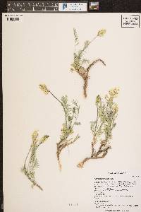 Astragalus flavus image