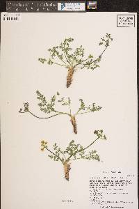 Lomatium grayi image