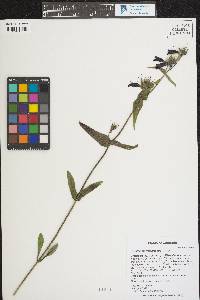 Penstemon whippleanus image