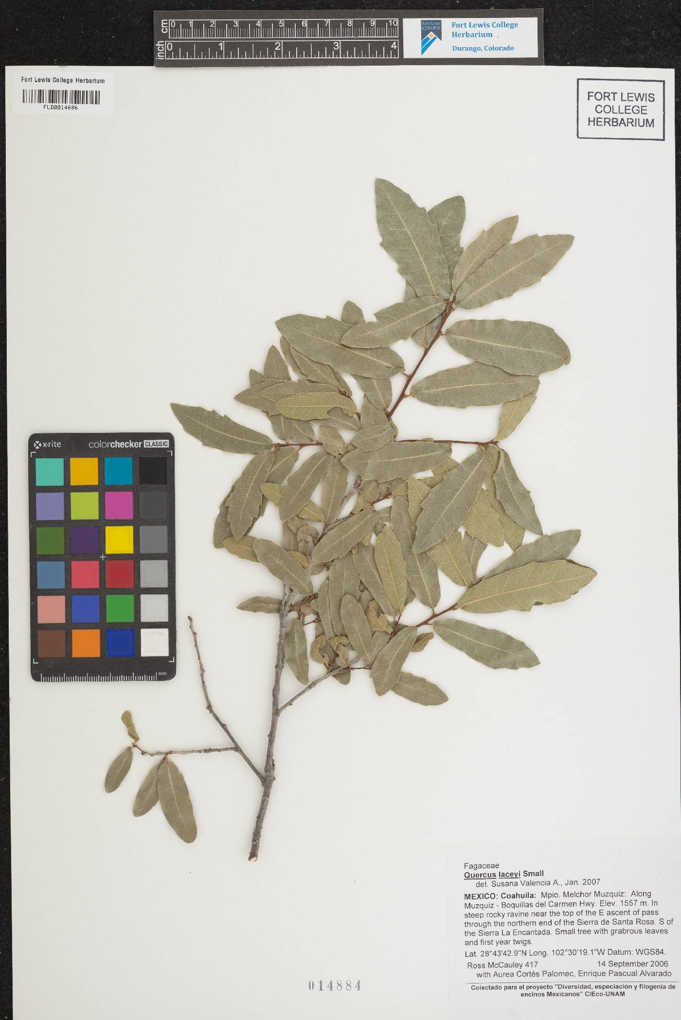 Quercus laceyi image