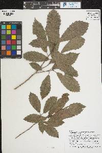 Quercus leiophylla image