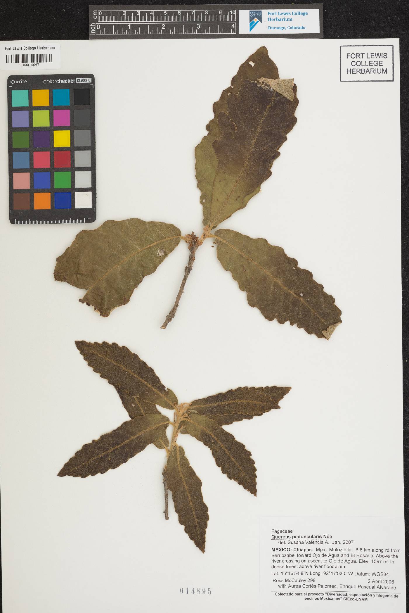 Quercus peduncularis image