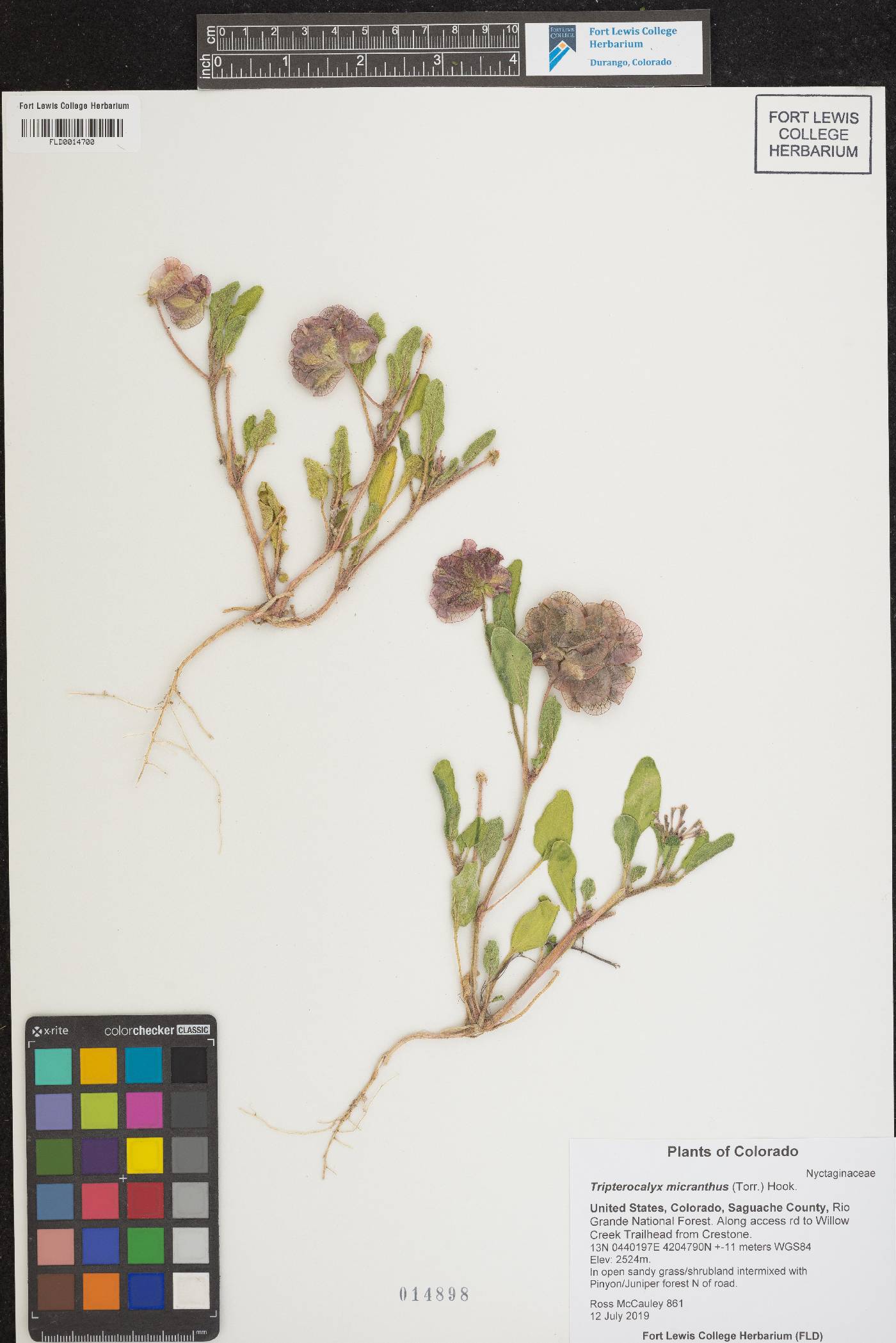 Tripterocalyx micranthus image