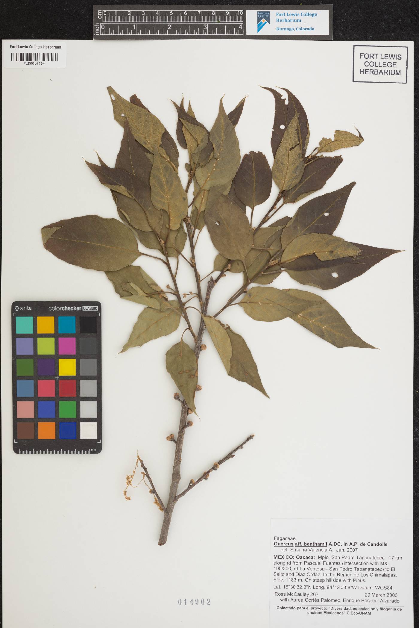 Quercus benthamii image