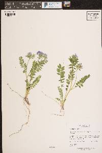 Polemonium pulcherrimum subsp. delicatum image