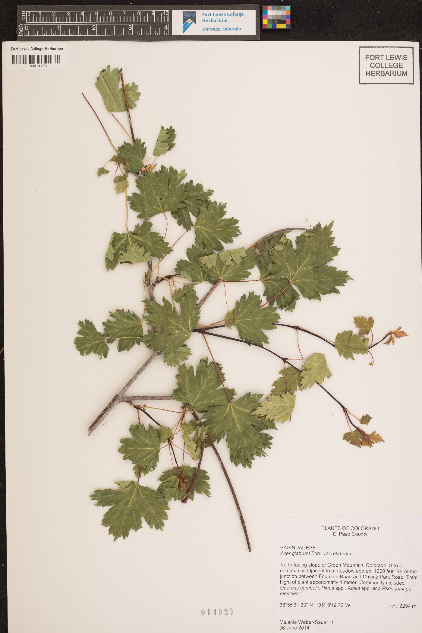 Acer glabrum var. glabrum image