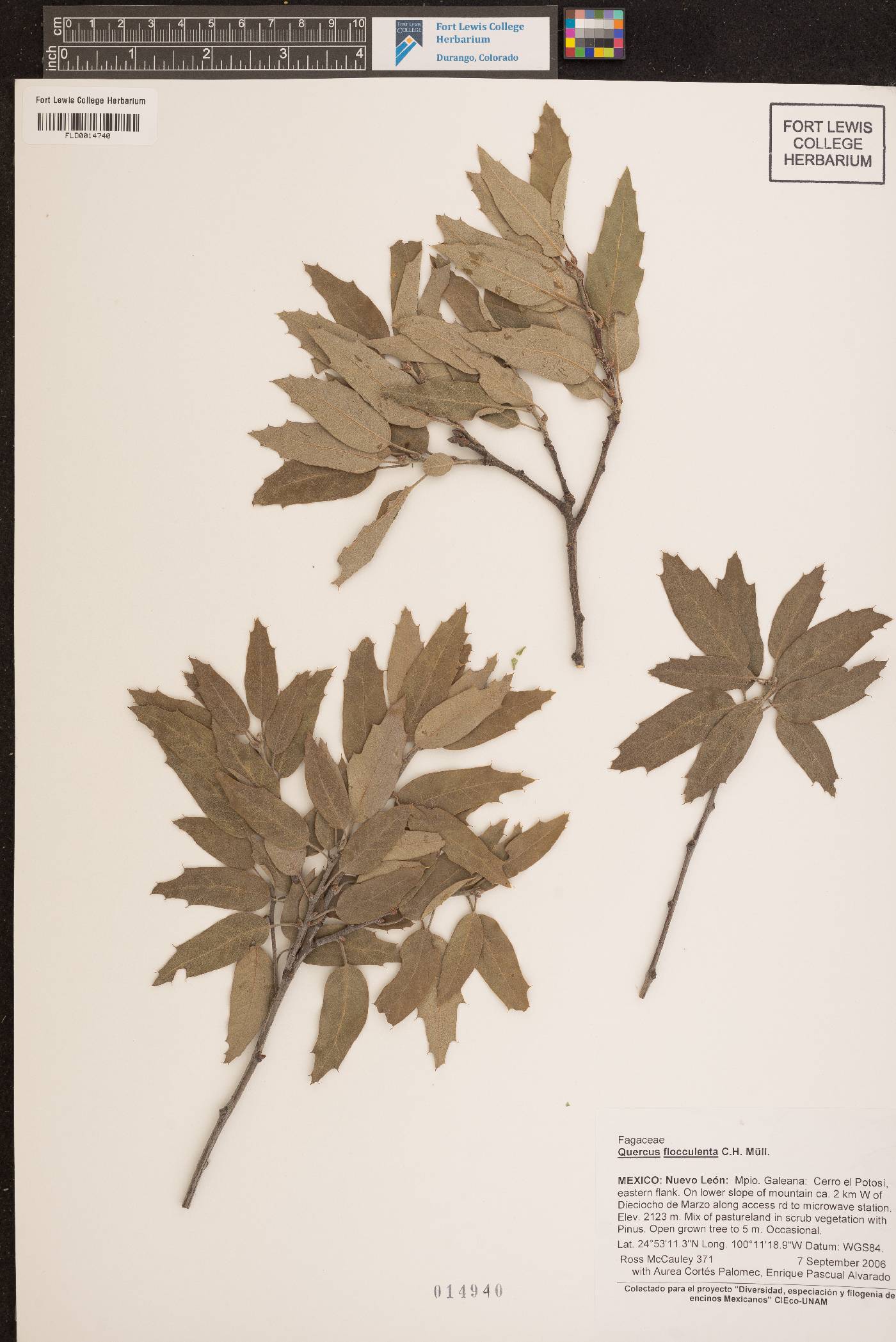 Quercus flocculenta image