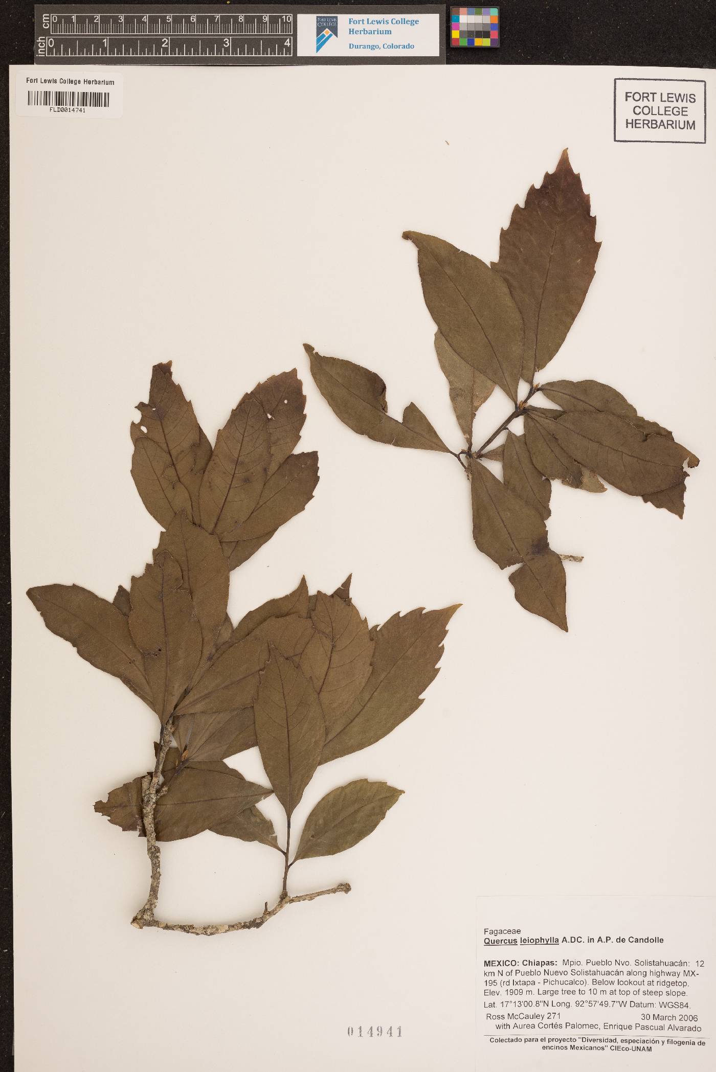 Quercus leiophylla image