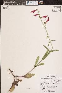 Penstemon barbatus image