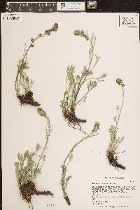 Artemisia scopulorum image