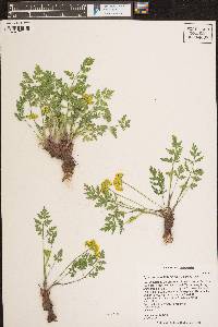 Pseudocymopterus montanus image