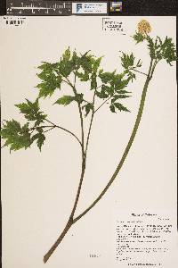 Actaea rubra image