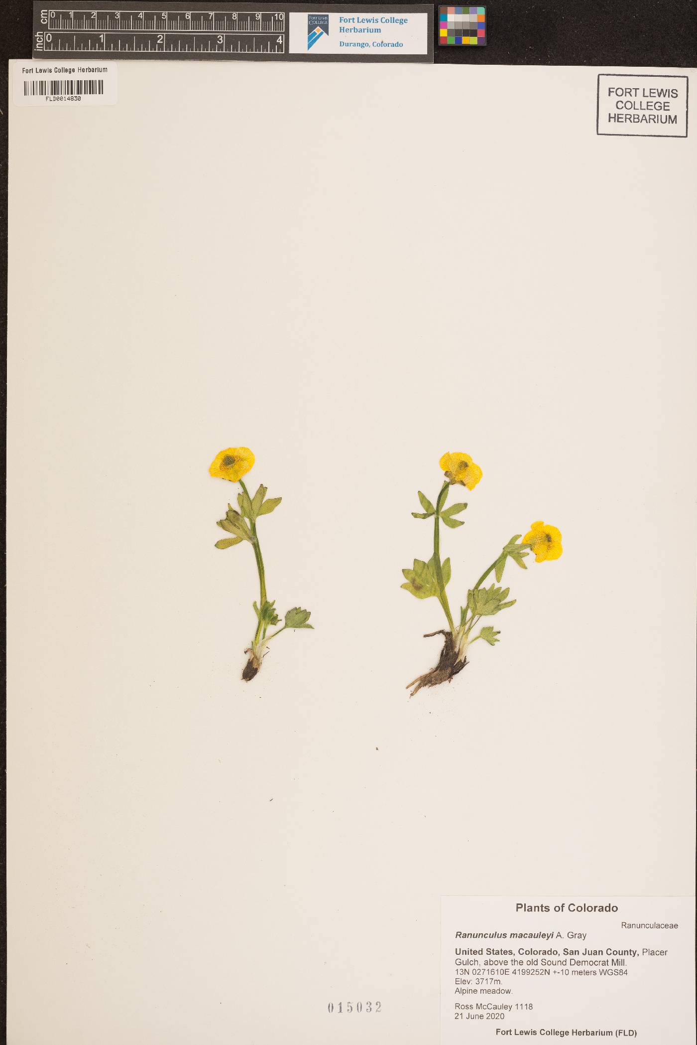 Ranunculus macauleyi image