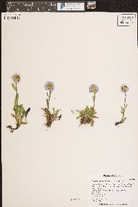 Erigeron grandiflorus image