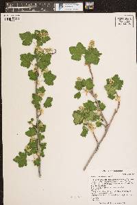 Ribes laxiflorum image