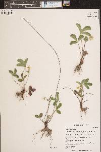 Fragaria vesca image