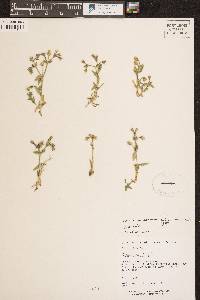 Cerastium arvense subsp. strictum image