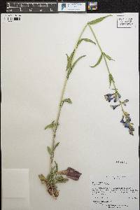 Penstemon strictus image