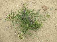 Asclepias asperula image