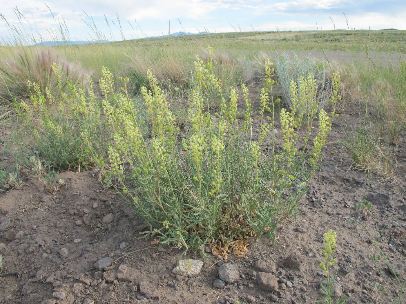 Reseda lutea image