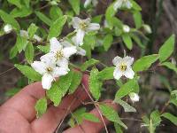 Philadelphus microphyllus image