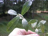 Quercus acherdophylla image