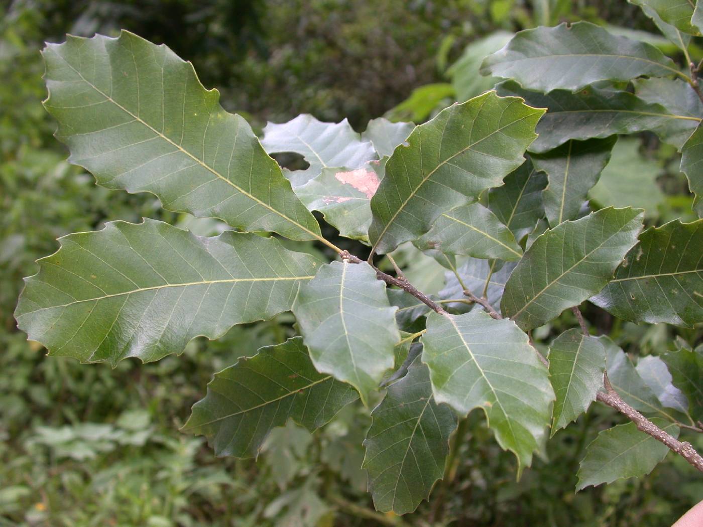 Quercus leiophylla image