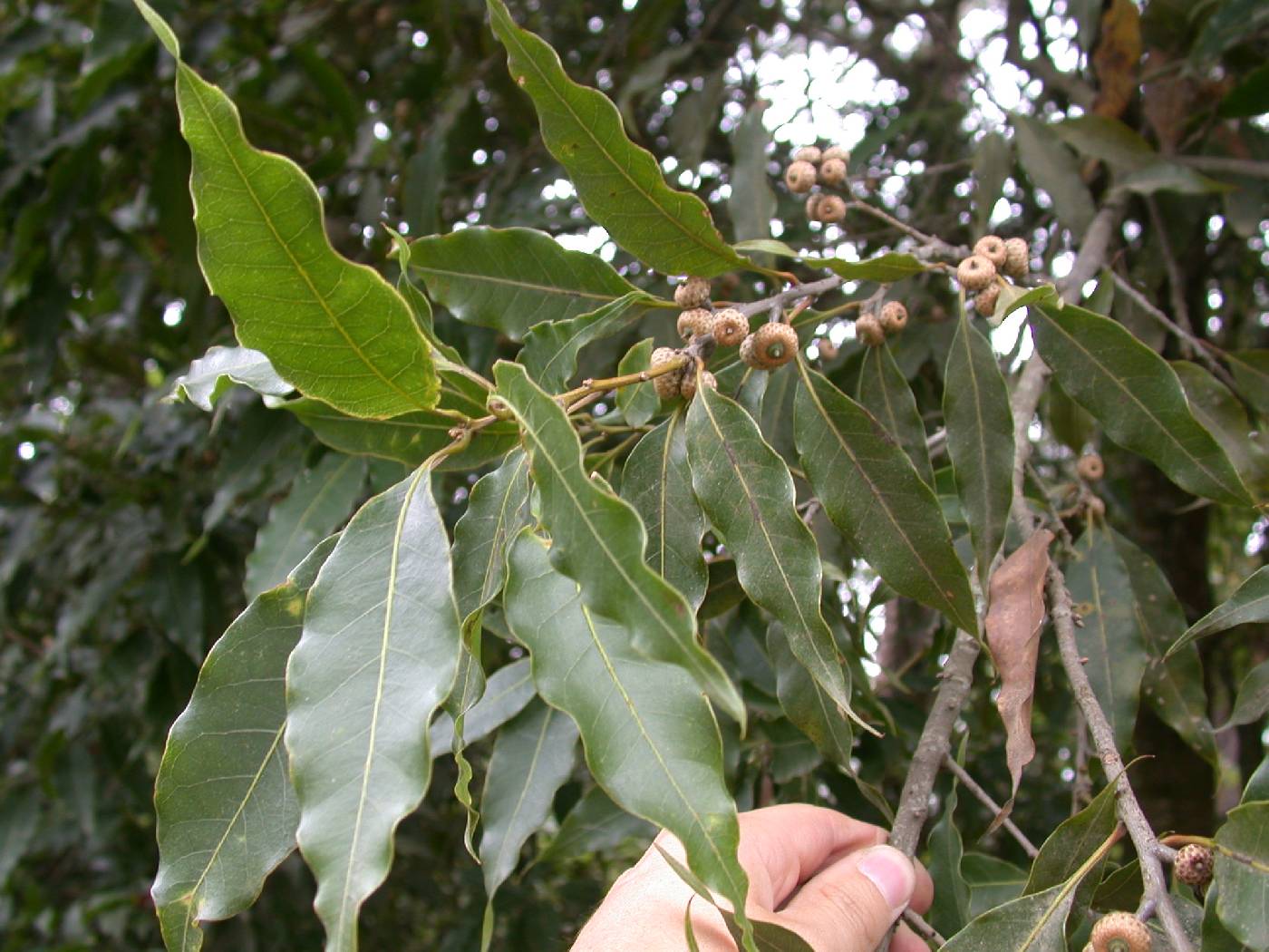 Quercus ocoteifolia image