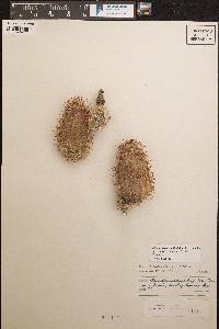 Echinocereus × roetteri image