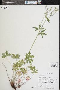 Geranium richardsonii image