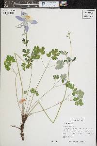 Aquilegia coerulea image