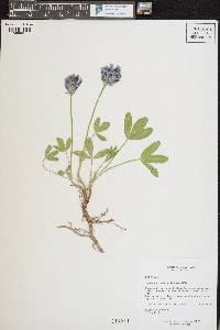 Trifolium dasyphyllum image