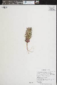 Aliciella sedifolia image