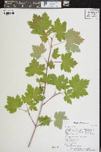 Acer glabrum image