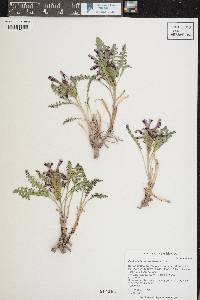 Pedicularis centranthera image