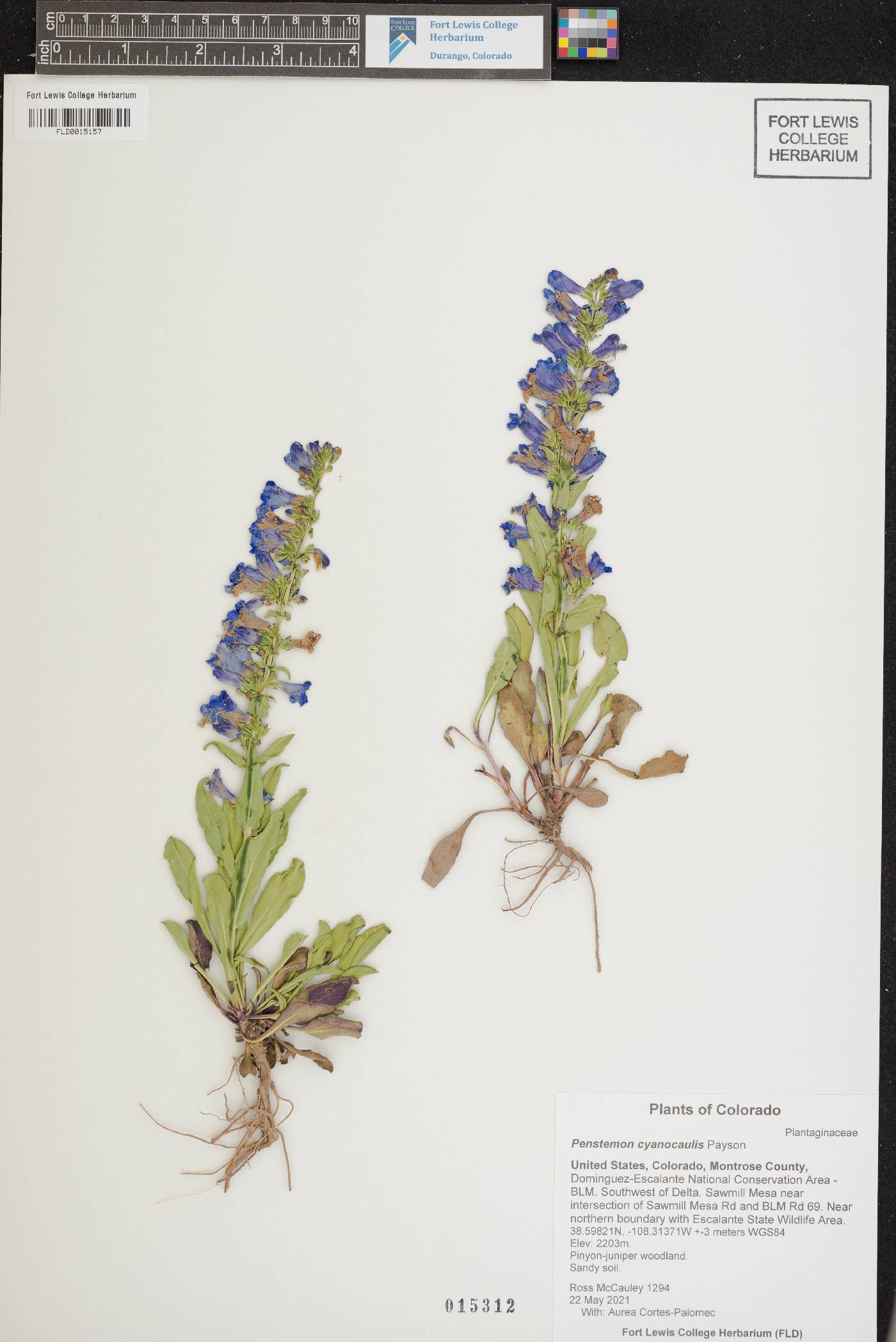 Penstemon cyanocaulis image