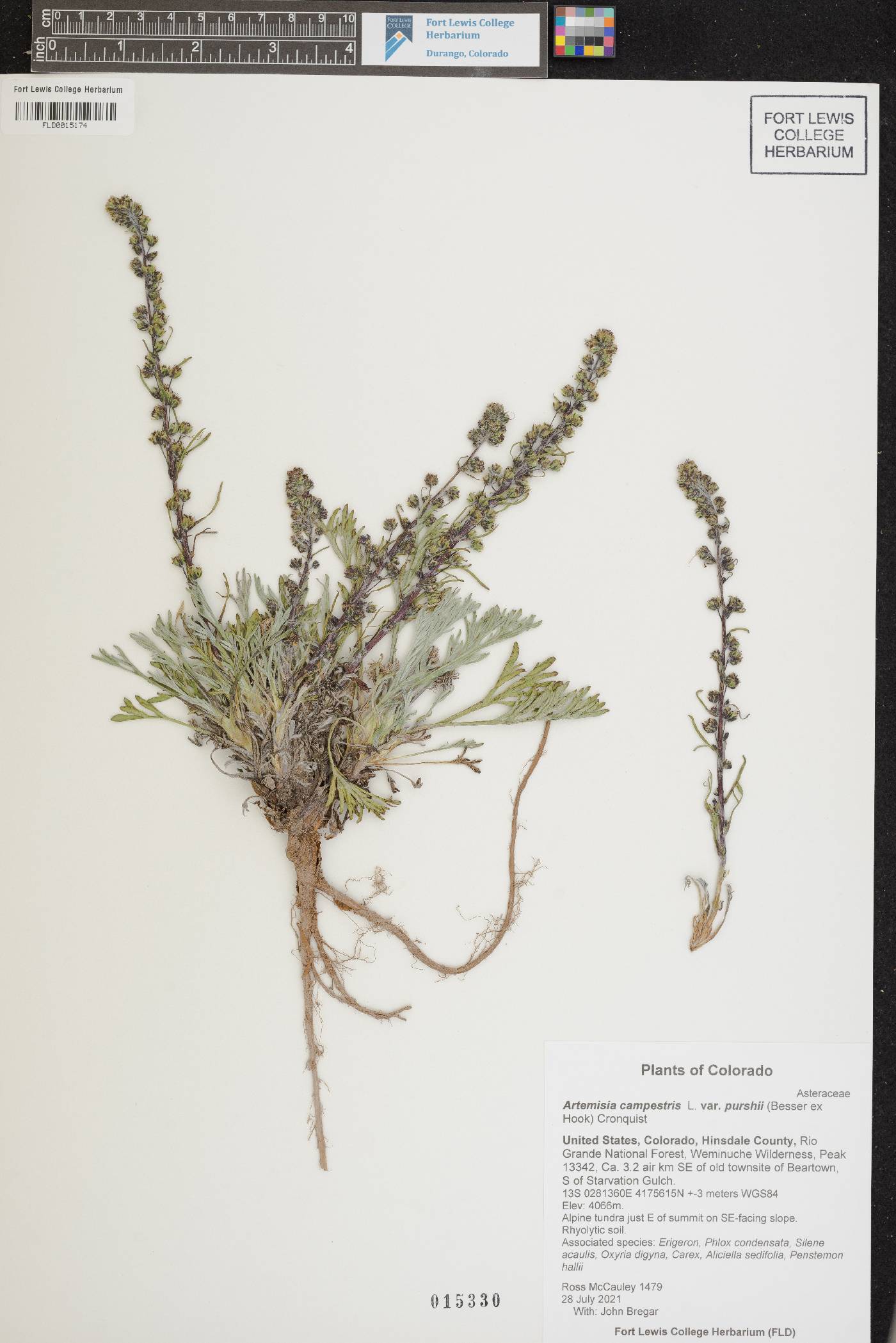 Artemisia campestris var. purshii image