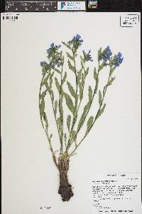 Mertensia oblongifolia image