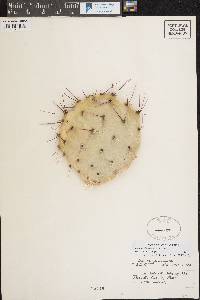 Opuntia phaeacantha image