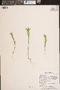 Collomia linearis image