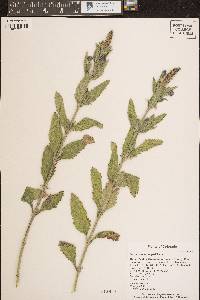 Verbena macdougalii image