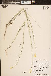 Sisymbrium linifolium image