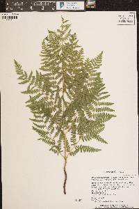 Pteridium aquilinum subsp. pubescens image