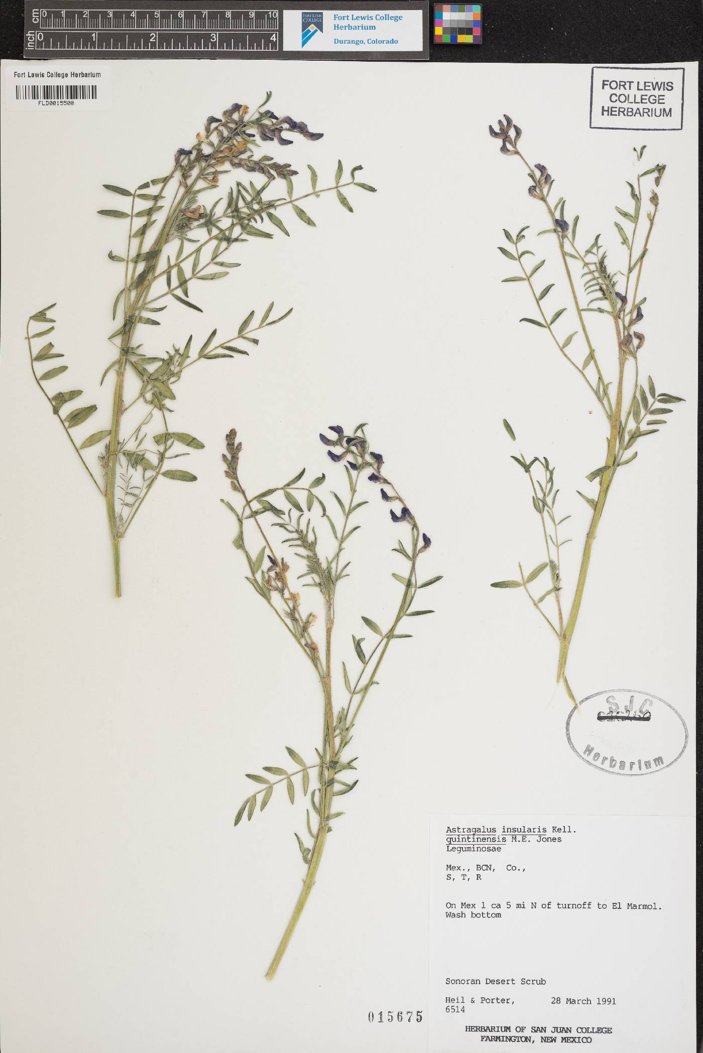 Astragalus insularis var. quentinus image