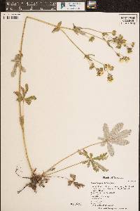 Potentilla gracilis image