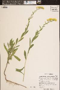 Solidago nemoralis subsp. decemflora image