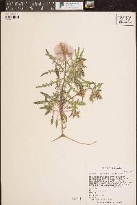 Oenothera coronopifolia image