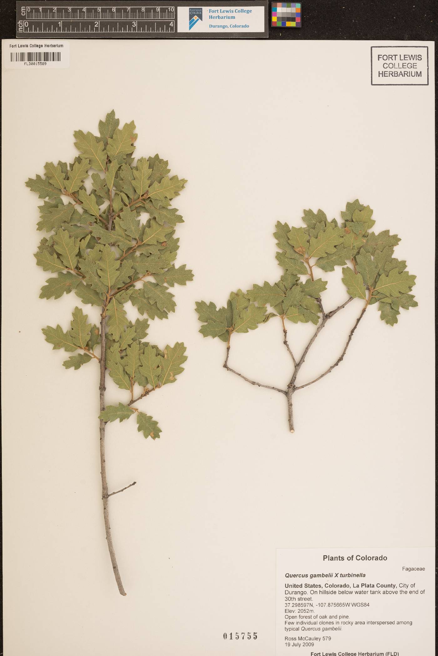 Quercus gambelii X turbinella image