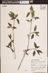 Populus angustifolia image